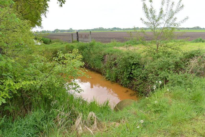 paddenpoel